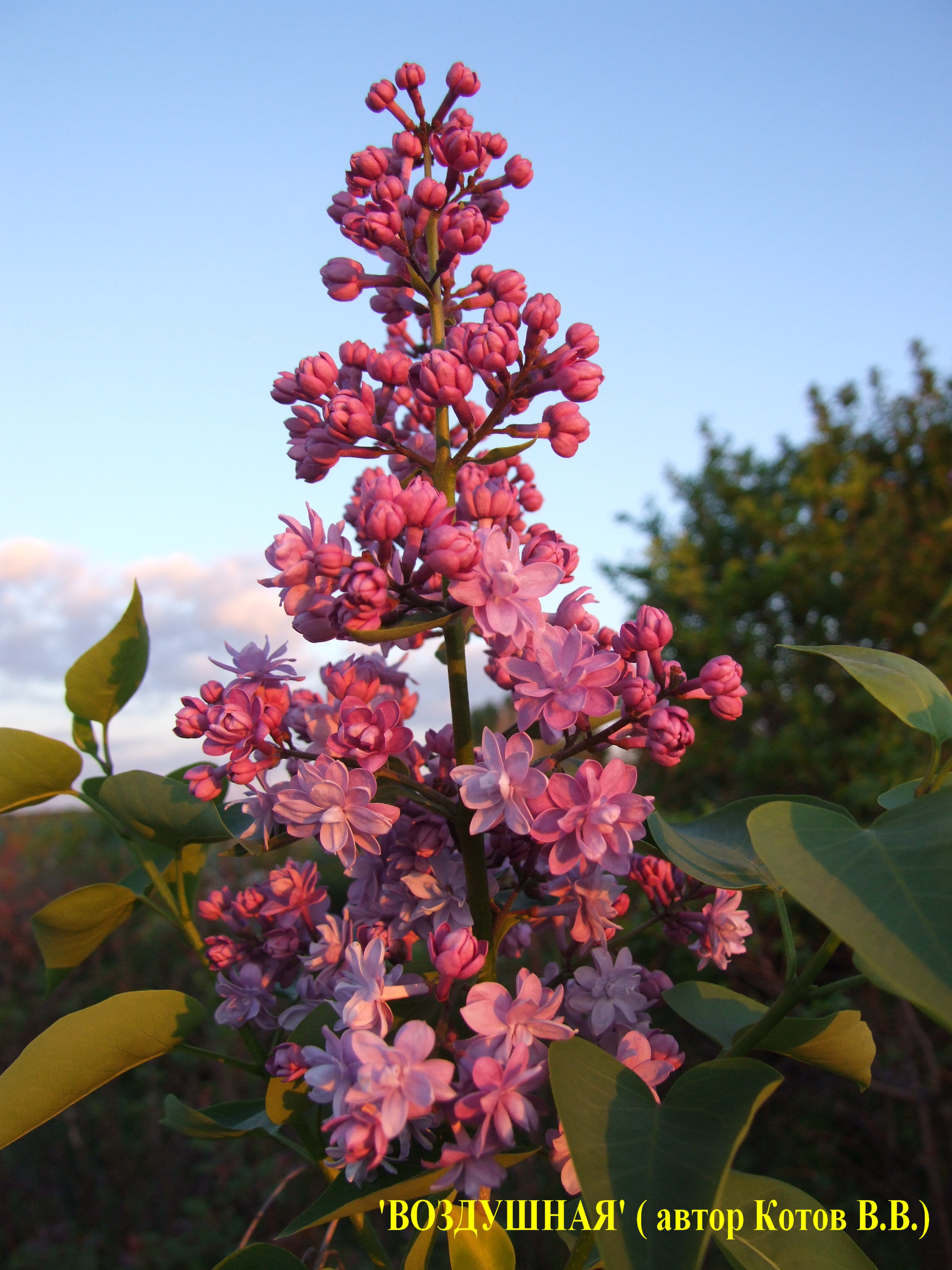 Сирень обыкновенная Воздушная